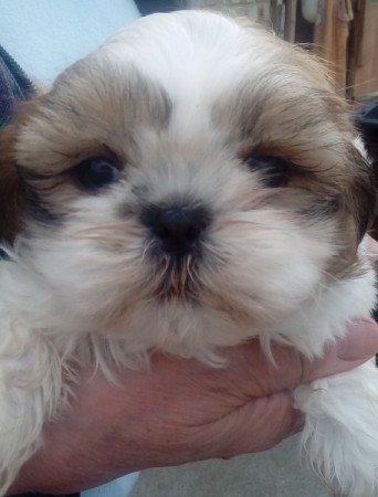 Shih tzu