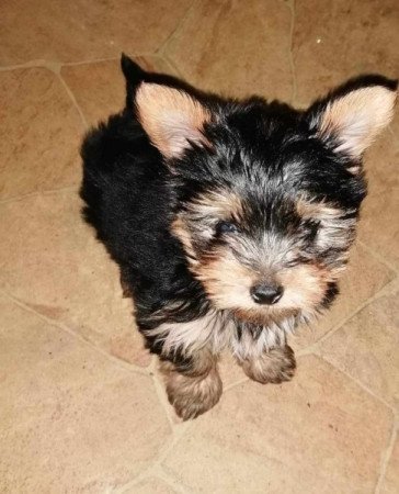 Yorkshire Terrier