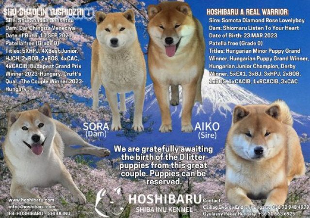 törzskönyvezett shiba inu kölykök