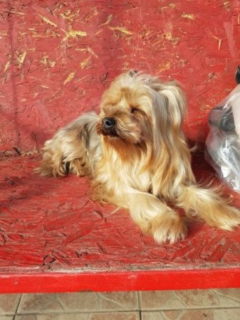 Yorkshire terrier