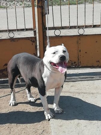 Amerikai staffordshire terrier