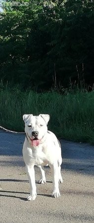 Amerikai staffordshire terrier