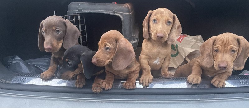 Színész Törpe Tacskók