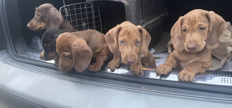 Színész Törpe Tacskók