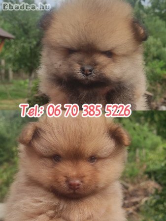 Spitz kutyakölykök