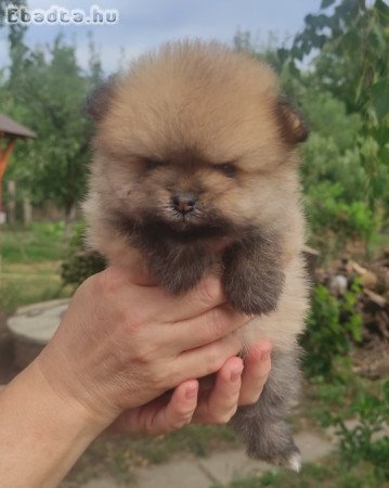 Spitz kutyakölykök