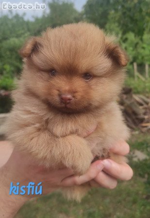Spitz kutyakölykök