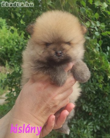 Spitz kutyakölykök