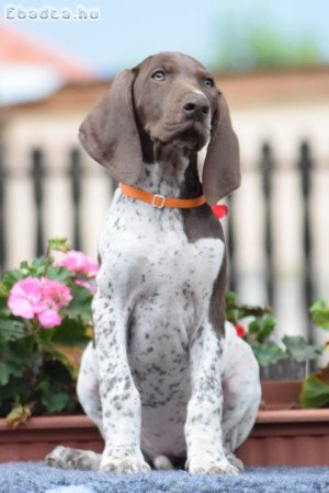 Rövidszőrű német vizsla