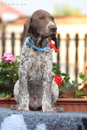 Rövidszőrű német vizsla