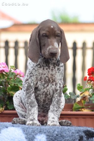 Rövidszőrű német vizsla