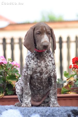 Rövidszőrű német vizsla