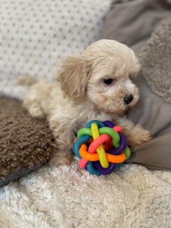 Maltipoo maltai selyem es toy uszkar