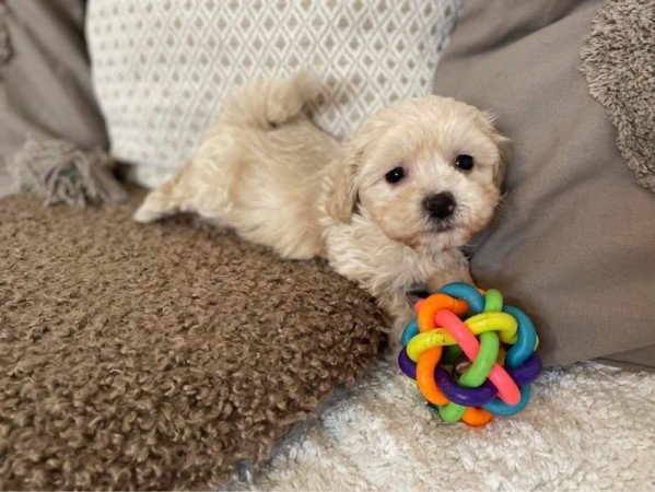 Maltipoo maltai selyem es toy uszkar