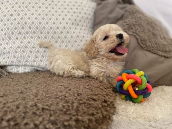 Maltipoo maltai selyem es toy uszkar