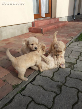 Golden Retriever kutyusok