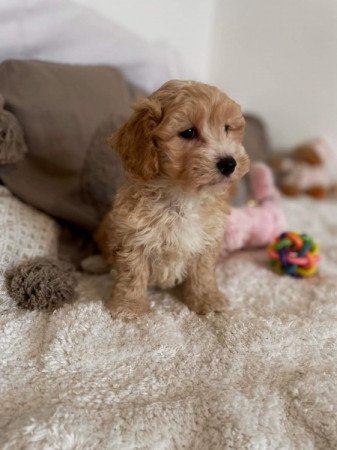 Maltipoo Maltai selyem es torpe uszkar