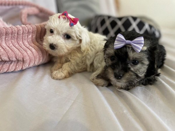 Maltipoo maltai selyem es toy uszkar