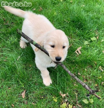 Goldie, a Golden Retriever