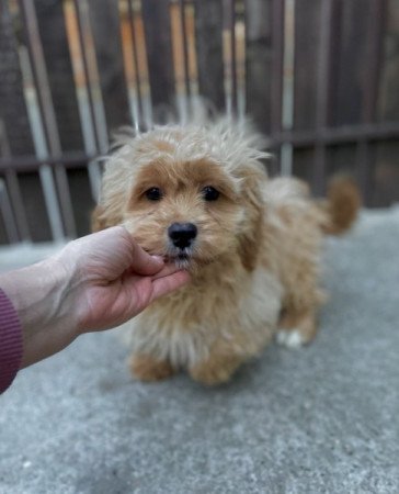 Maltipoo maltai es torpe uszkar