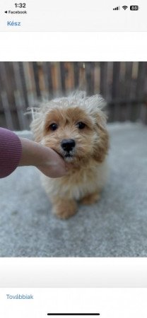 Maltipoo maltai es torpe uszkar