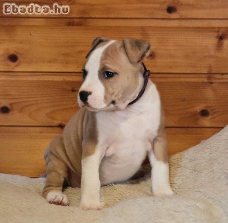 Staffordshire terrier kölykök örökbefogadásra