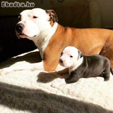 Staffordshire terrier kölykök örökbefogadásra