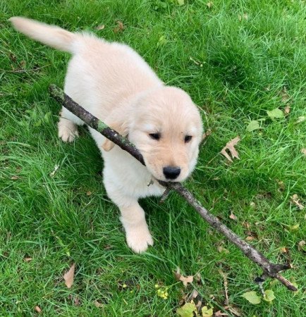 Golden Retriever