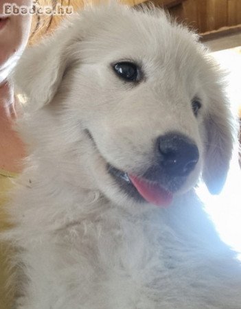 Kuvasz kölykök gazdát keresnek