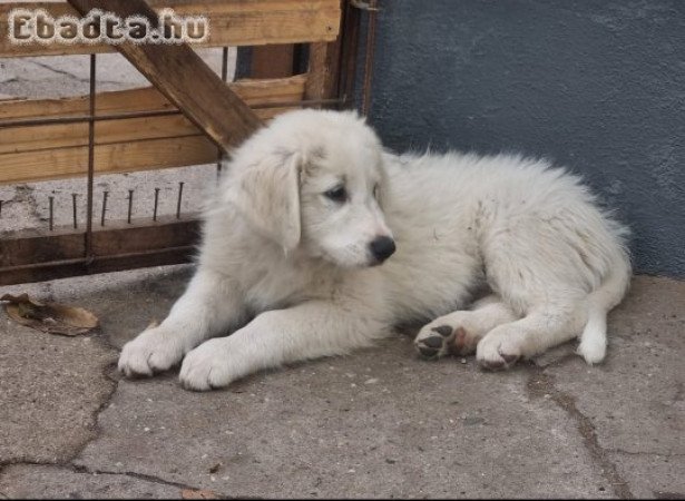 Kuvasz kölykök gazdát keresnek