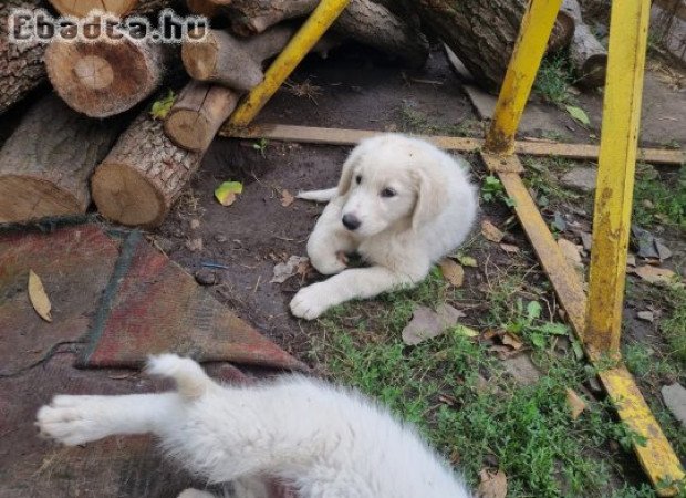 Kuvasz kölykök gazdát keresnek