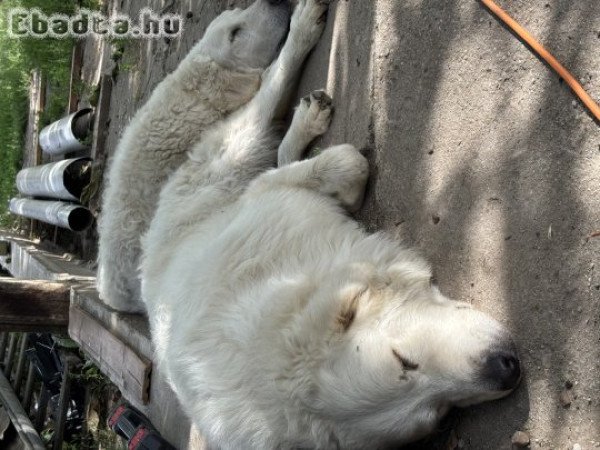 Kuvasz kölykök gazdát keresnek