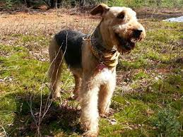 airedale terrier