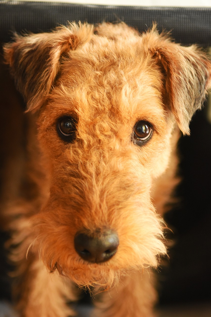 airedale terrier