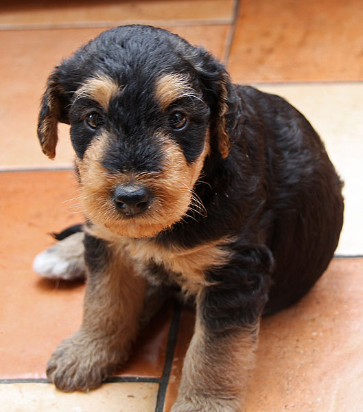 airedale terrier