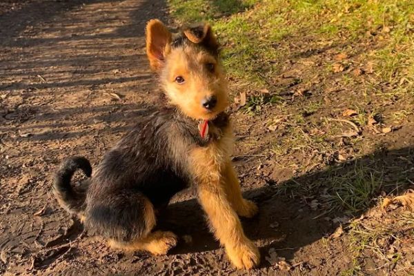 airedale terrier