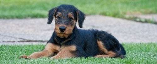 airedale terrier