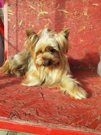 Yorkshire terrier