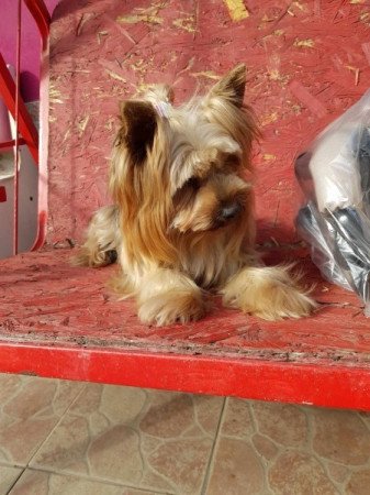 Yorkshire terrier