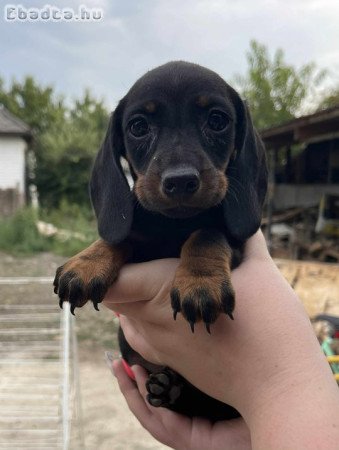 Eladó 8 hetes törpe tacskó kiskutyák