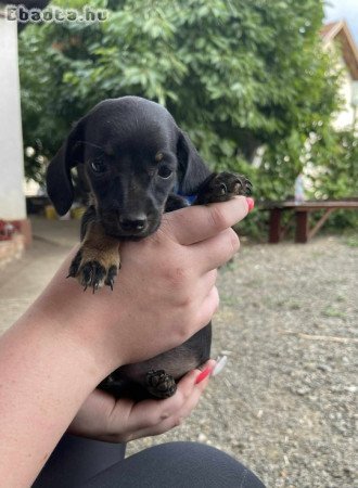 Eladó 8 hetes törpe tacskó kiskutyák