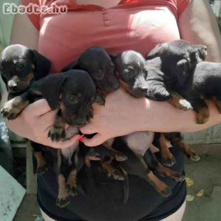 Eladó 8 hetes törpe tacskó kiskutyák