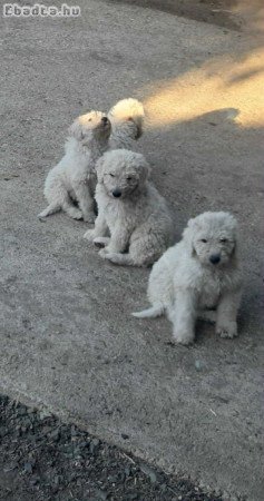 Eladó 4 db komondor kiskutya