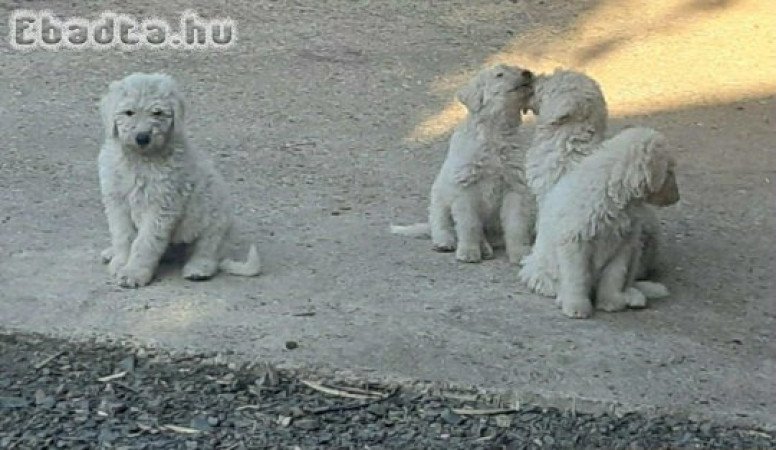 Eladó 4 db komondor kiskutya