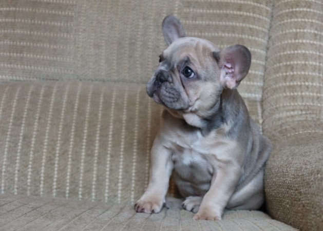 Francia bulldog