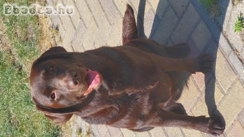 Fekete Labrador Kiskutyák