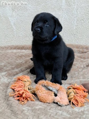 Fekete Labrador Kiskutyák