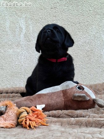 Fekete Labrador Kiskutyák