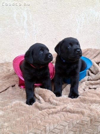 Fekete Labrador Kiskutyák