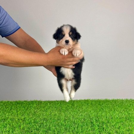 Ausztrál juhászkutya